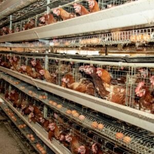 Laying chicken cage