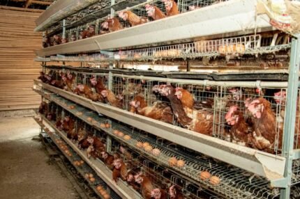 Laying chicken cage